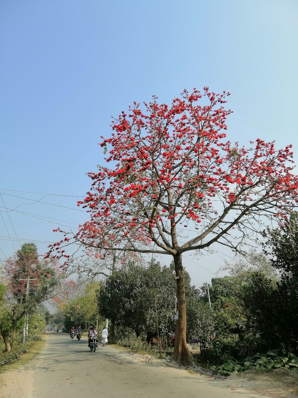 red leaf tree near road during daytime