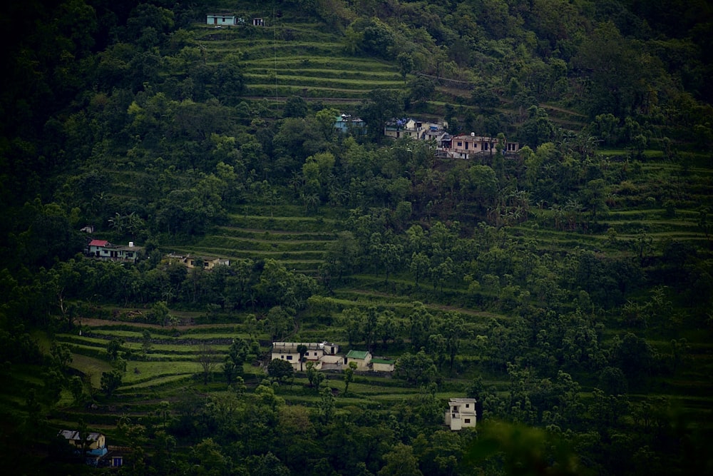 Grüne Bäume und Rasenfeld