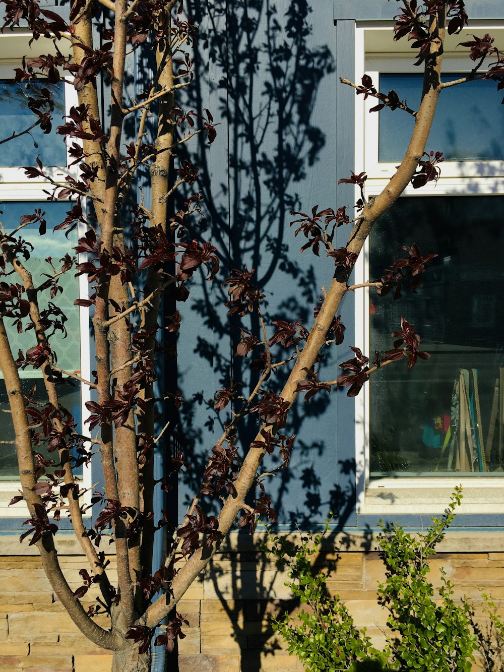 Branche d’arbre brune près d’un bâtiment en béton blanc pendant la journée