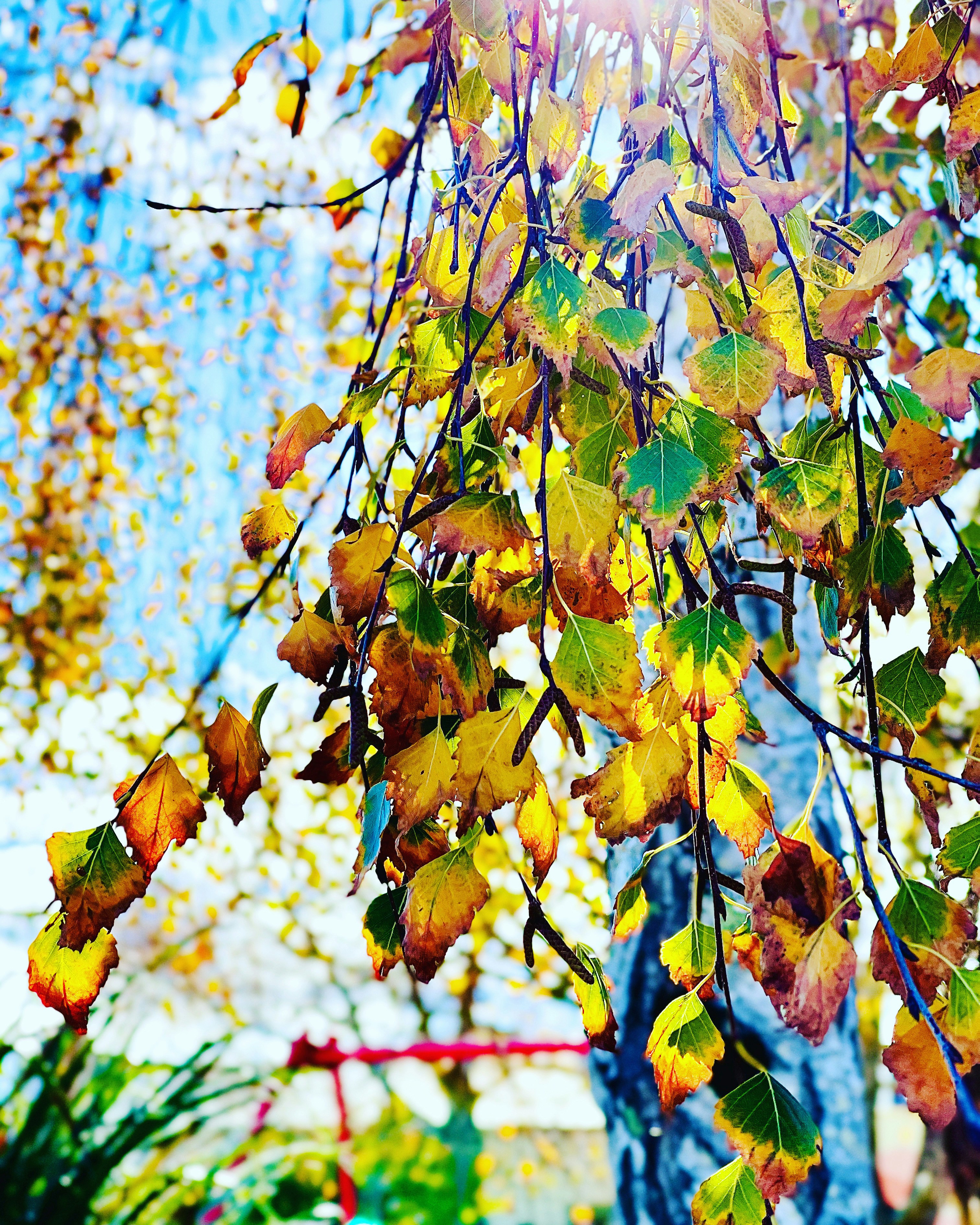 昼間の茶色と緑の葉