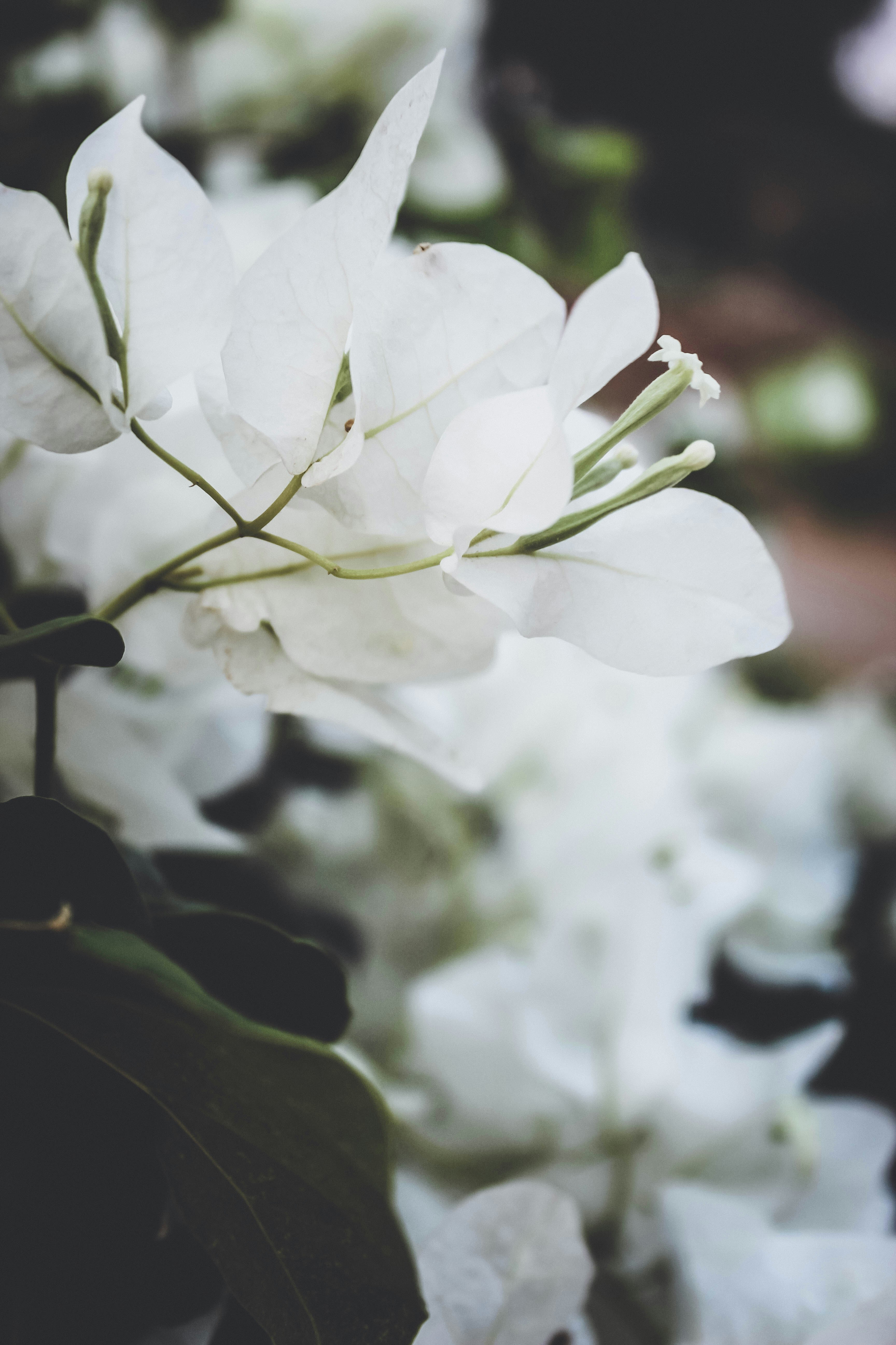 Photo by linsartistry