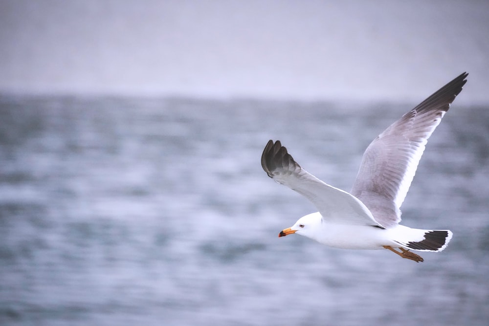 white bird flying over the sea