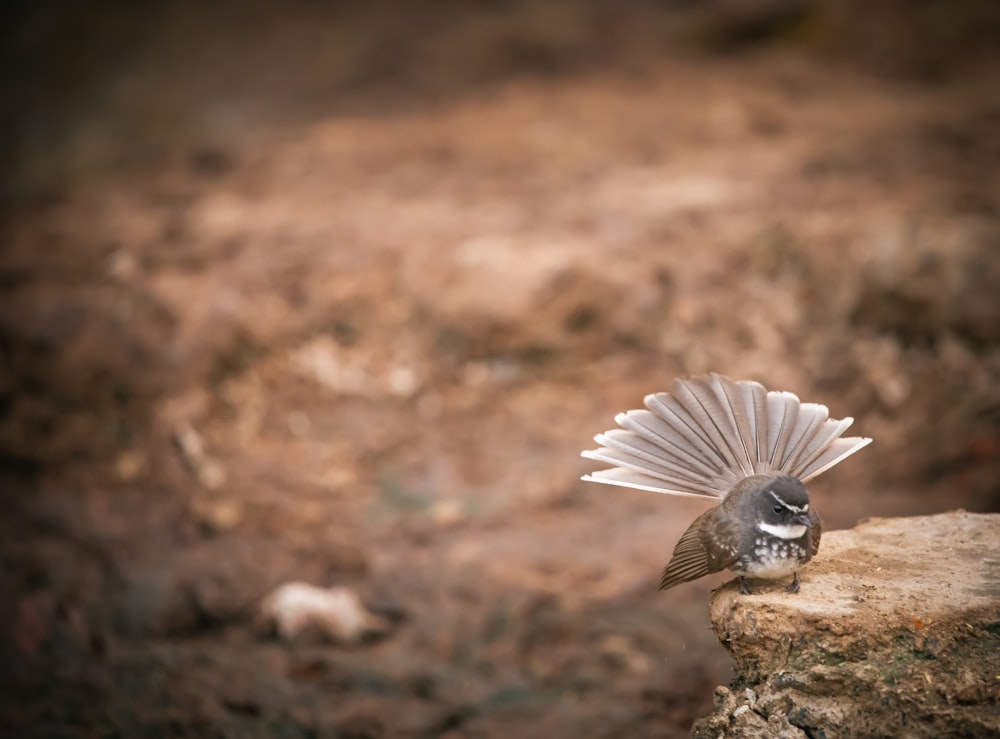 white and brown bird flying