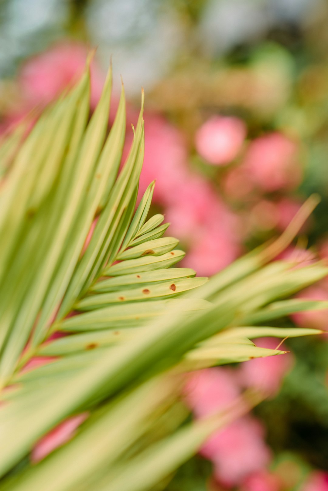 green leaf plant in close up photography