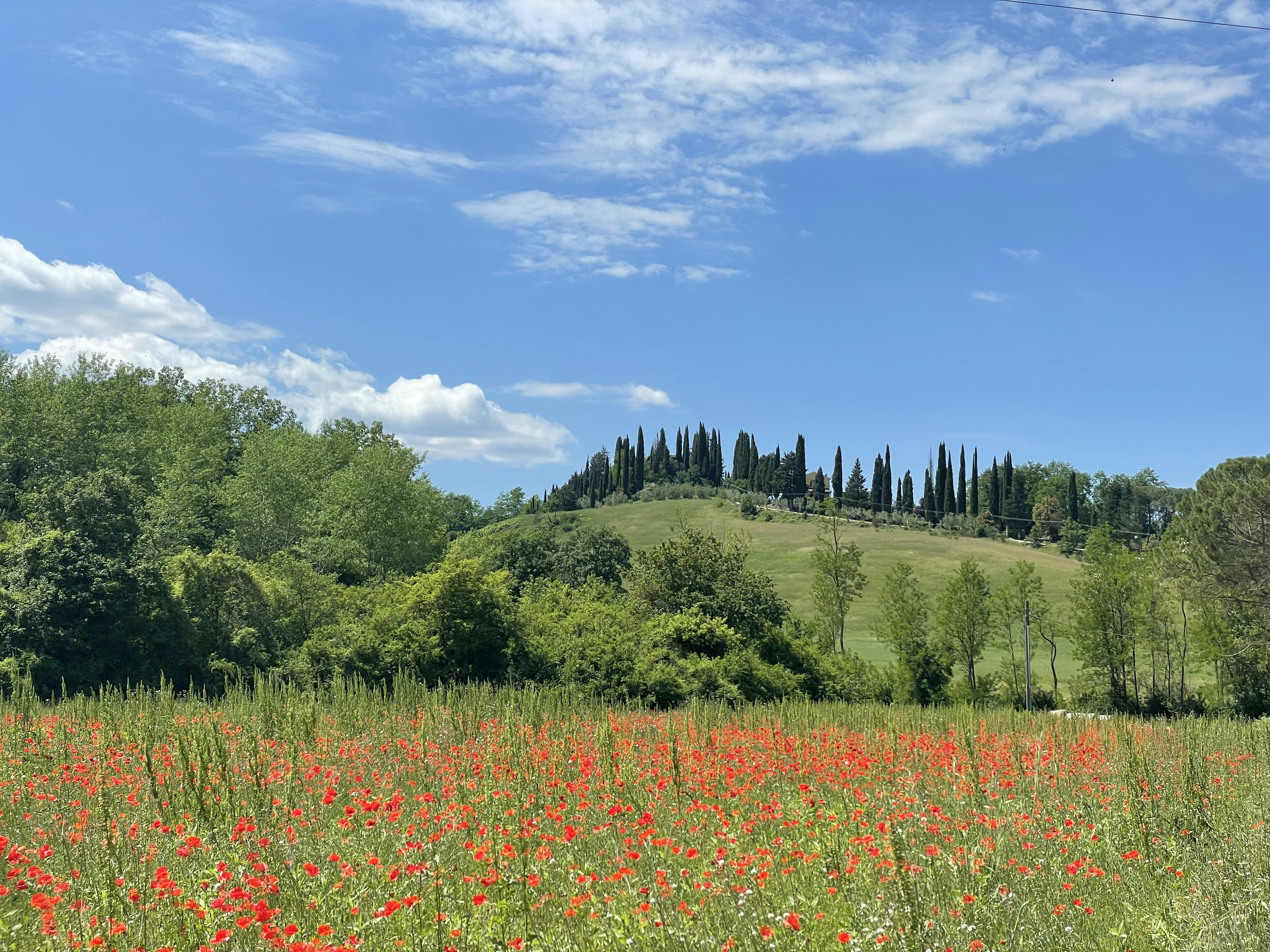 Poppy field in Tuscany