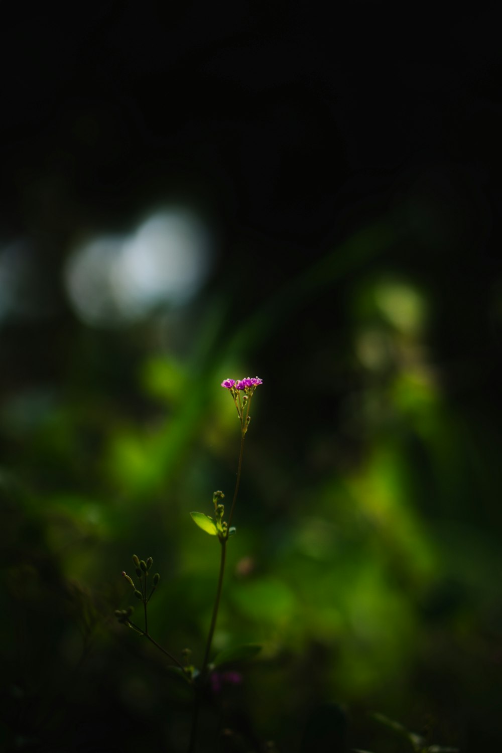 purple flower in tilt shift lens