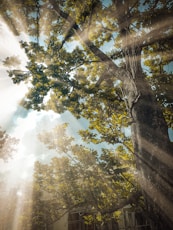 green trees under white clouds during daytime