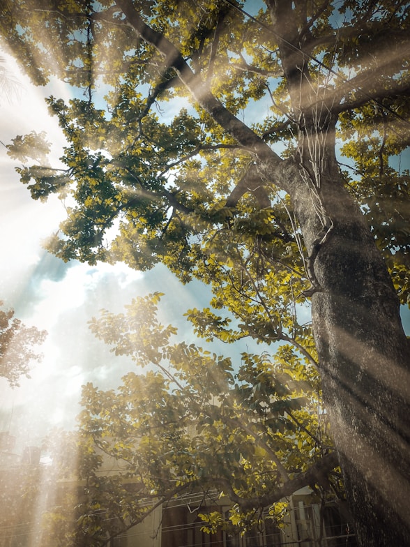 green trees under white clouds during daytime