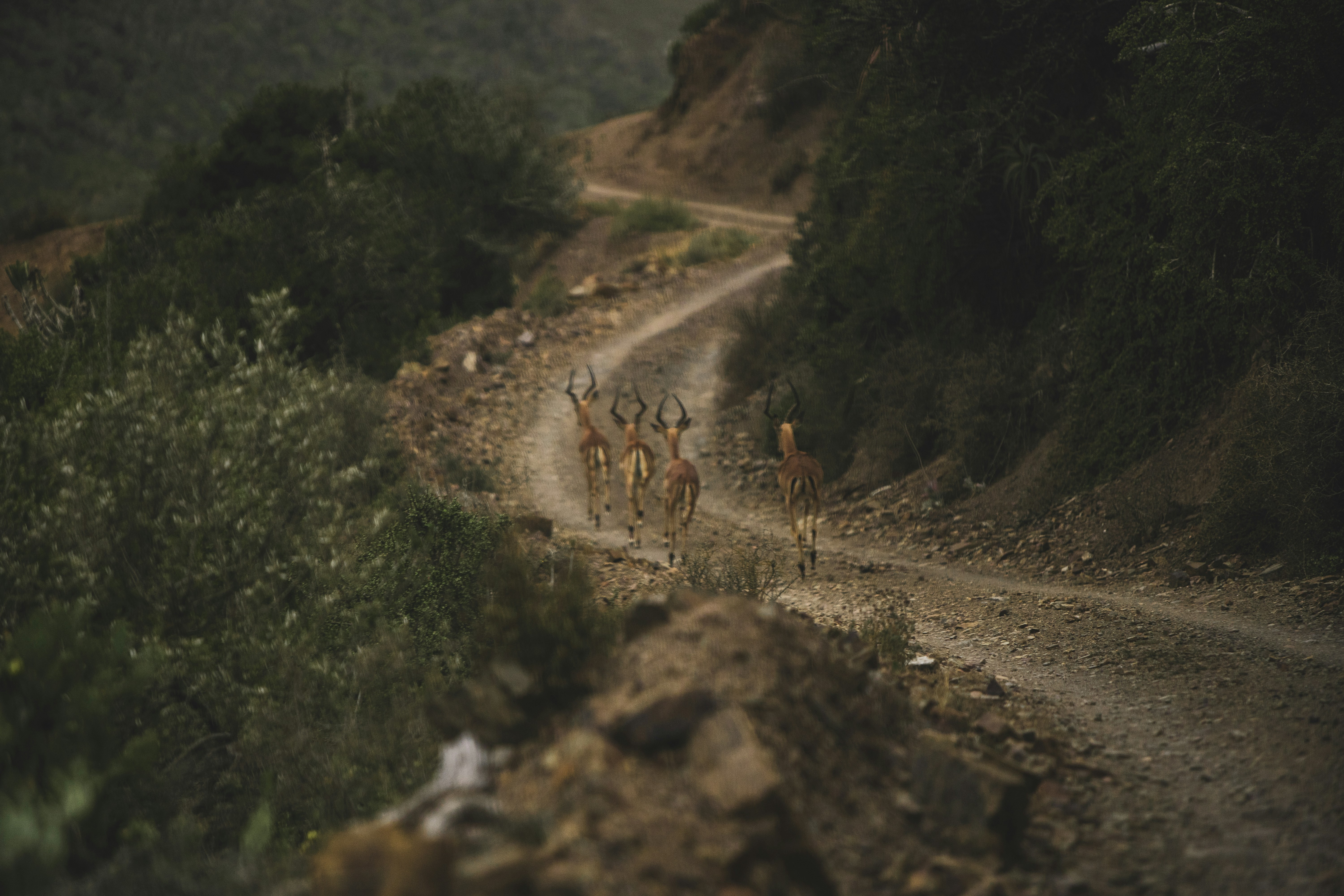 people walking on dirt road during daytime