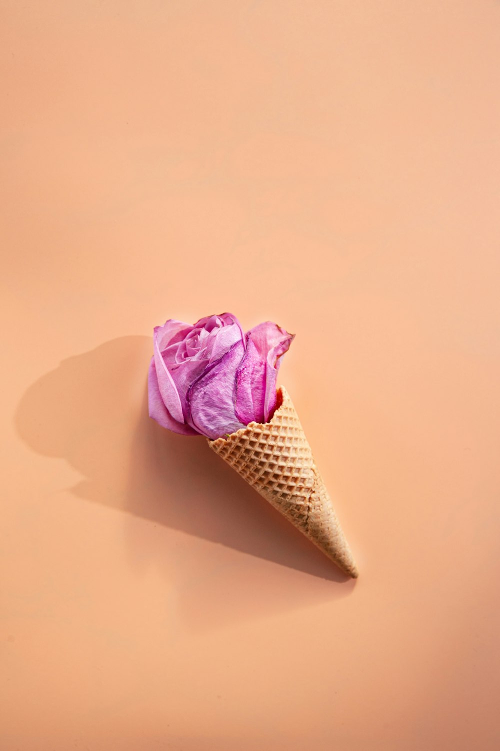 pink rose on white surface