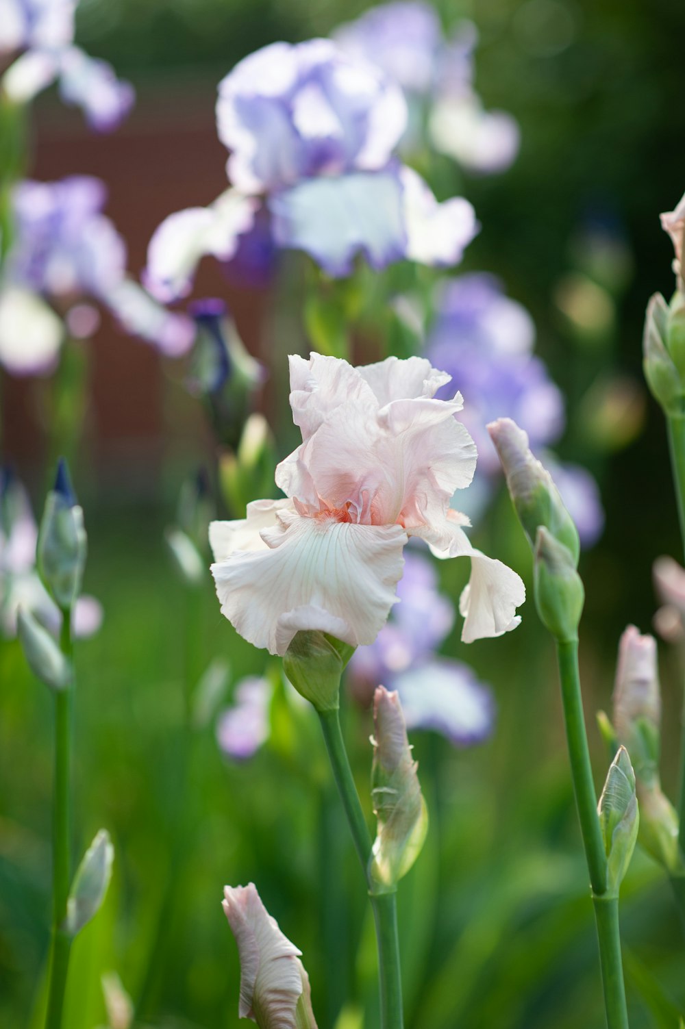 white and purple flower in tilt shift lens