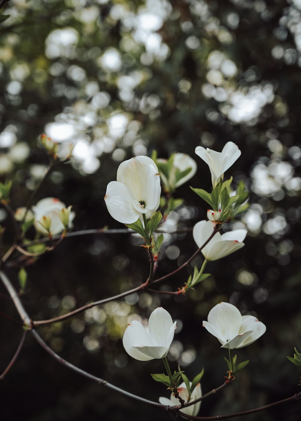 white cherry blossom in close up photography