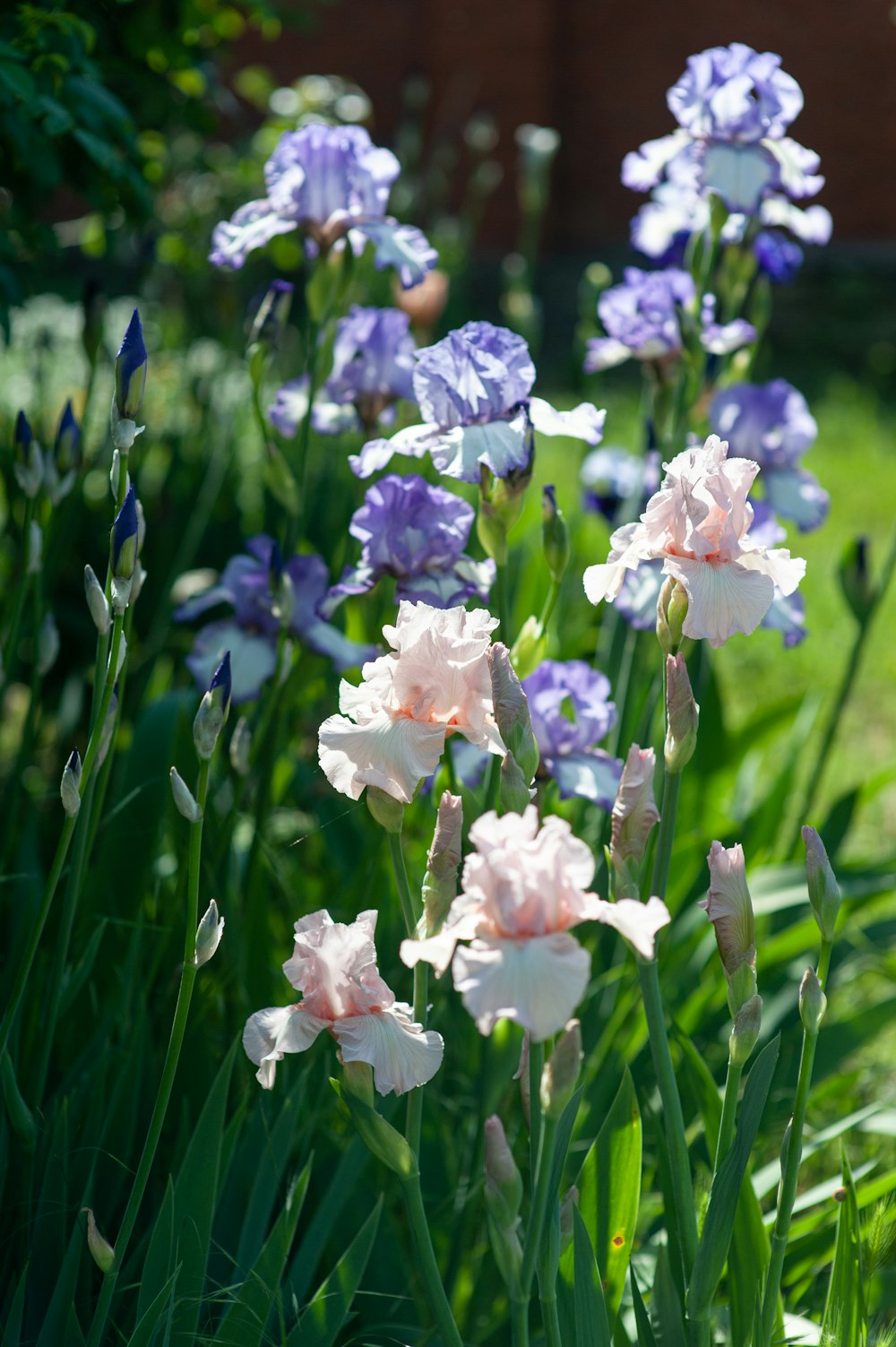 緑の芝生に白と紫の花