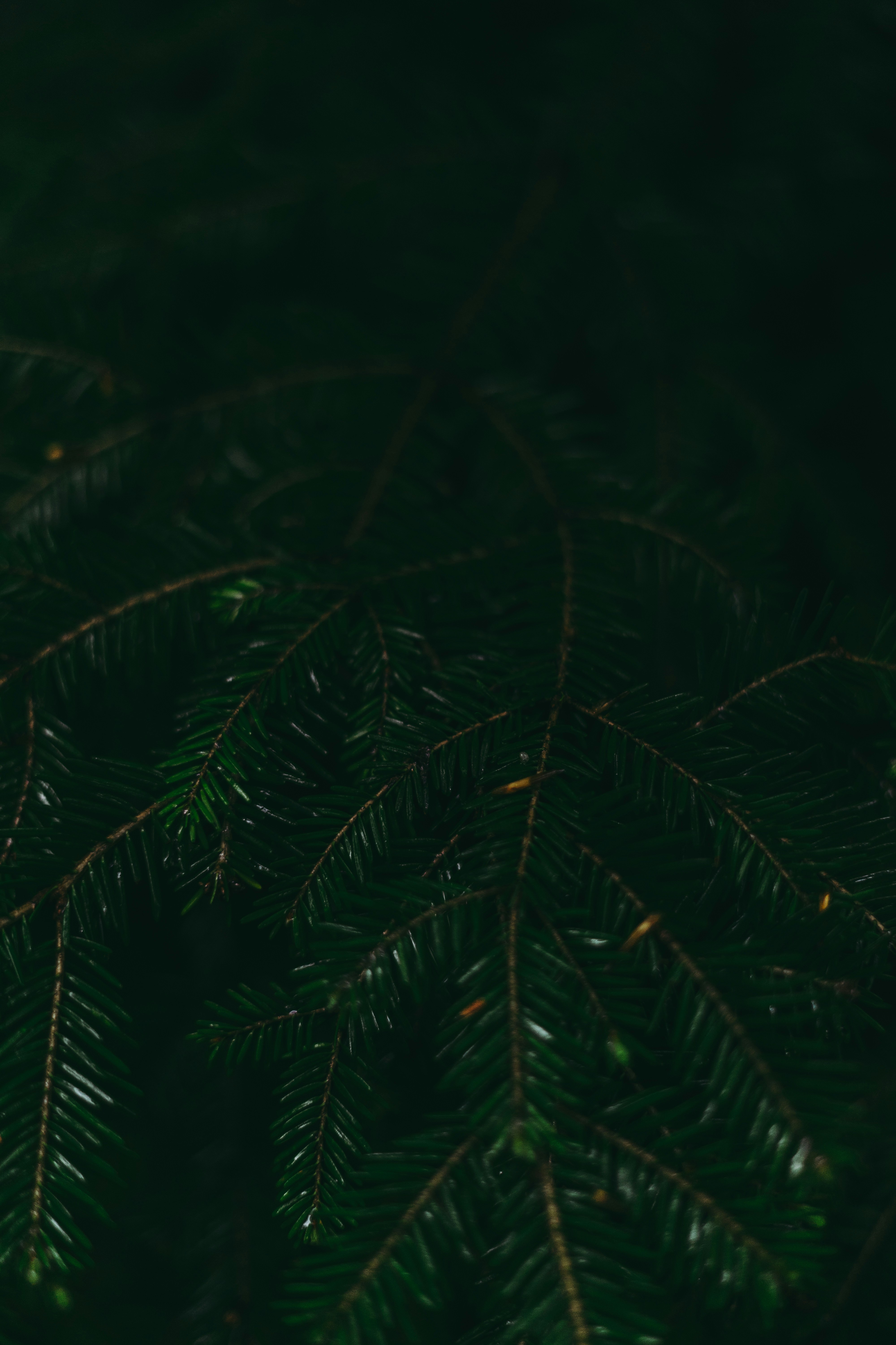 Photo by virussinside