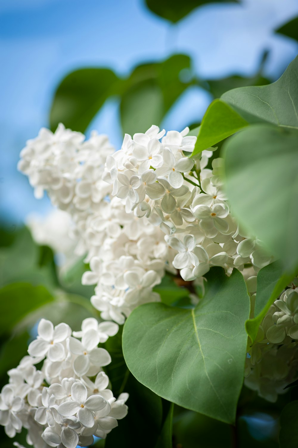 white flowers in tilt shift lens