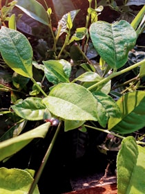 Green turmeric leaves glistening with morning dew in natural sunlight.