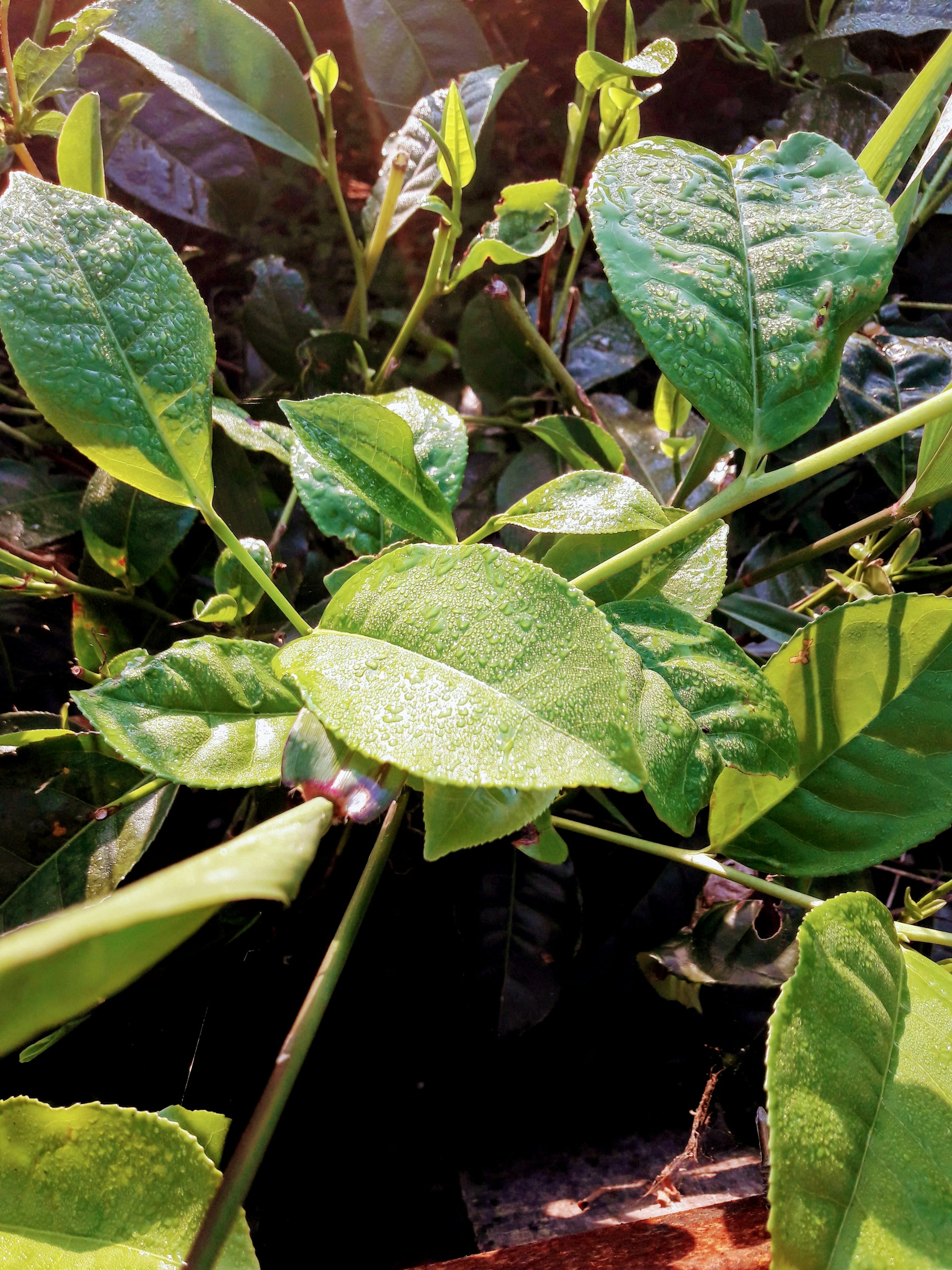 A crisp, square image of fresh green leaves with delicate drops of morning dew in bright sunlight.