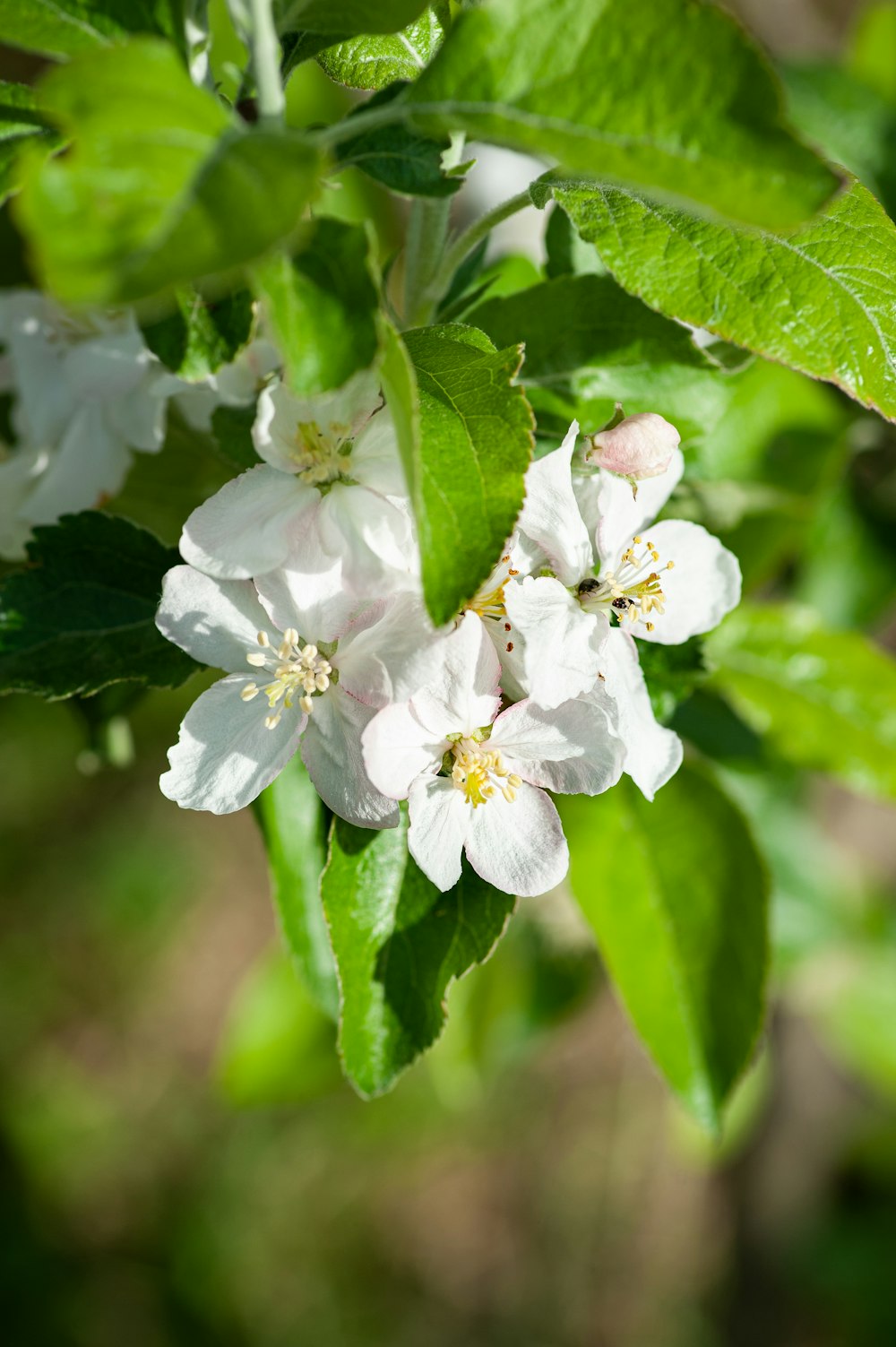 white flower with green leaves