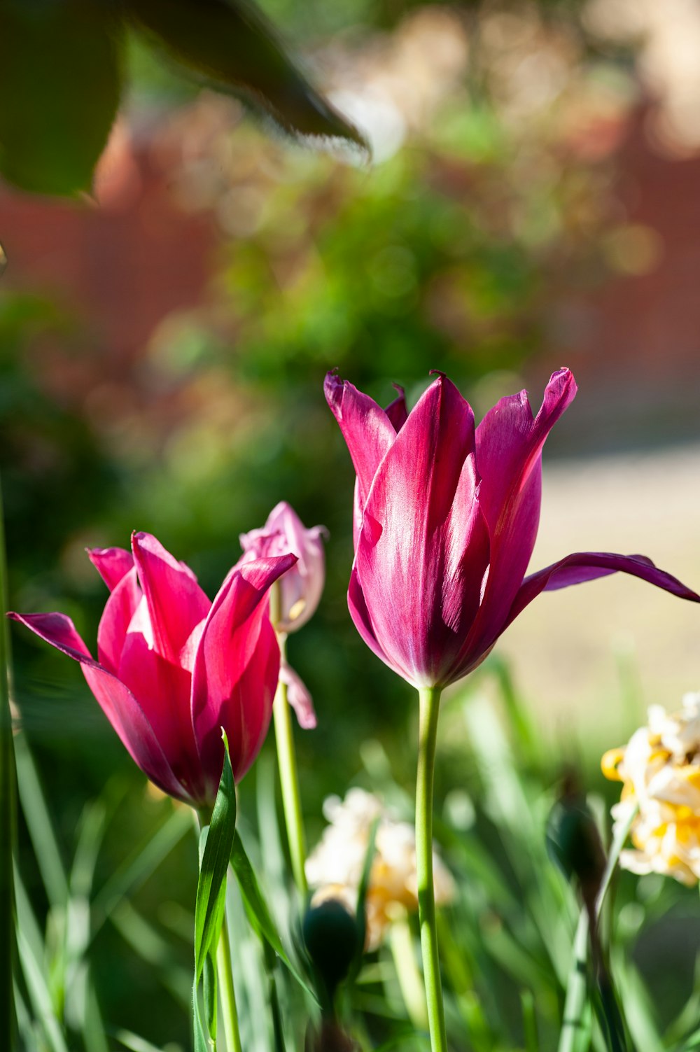 pink tulips in bloom during daytime