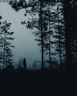 silhouette of person standing near trees during daytime