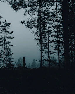 silhouette of person standing near trees during daytime