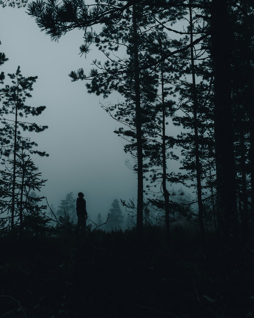 silhouette of person standing near trees during daytime