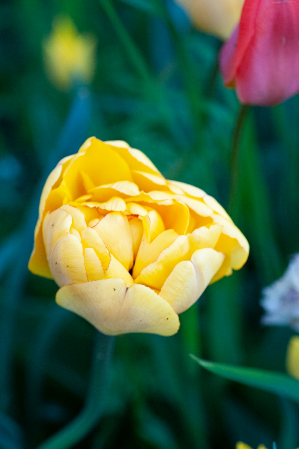 yellow flower in tilt shift lens