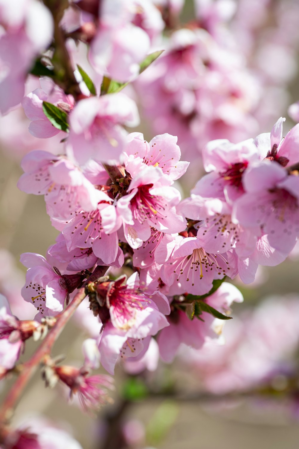 pink and white flower in macro shot