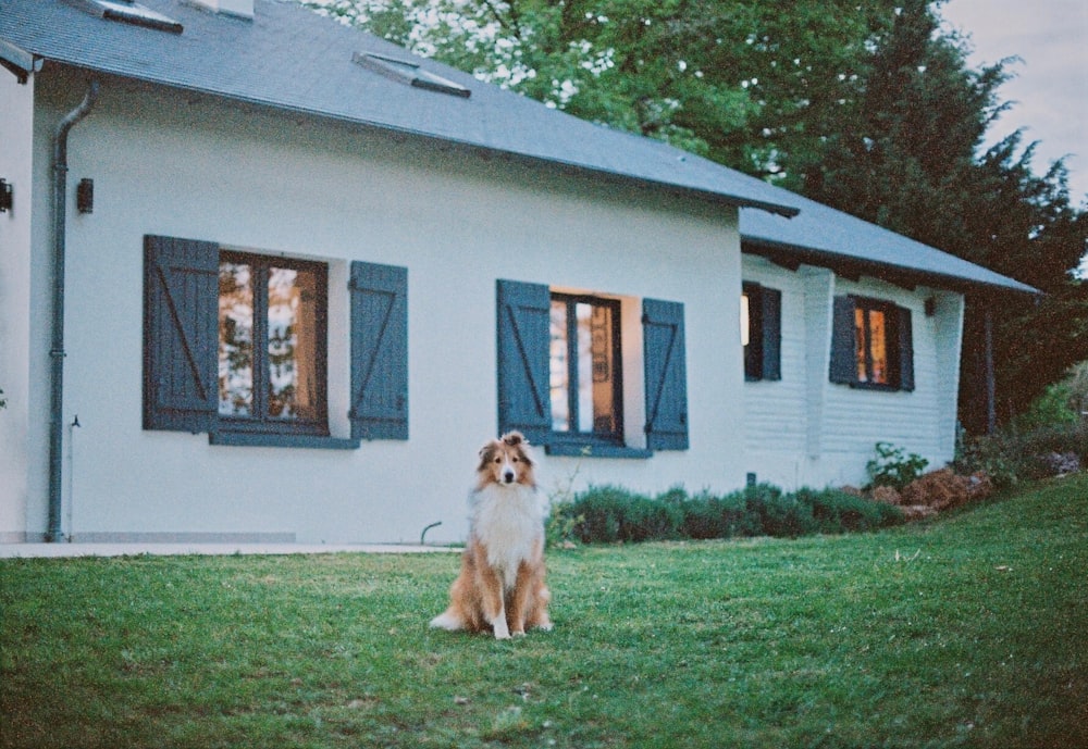 brown long coated dog sitting on green grass field near white house during daytime