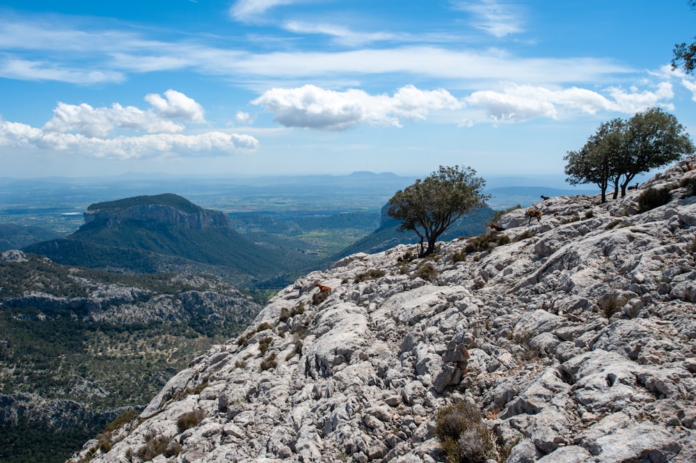 green tree on rocky mountain under blue sky during daytime