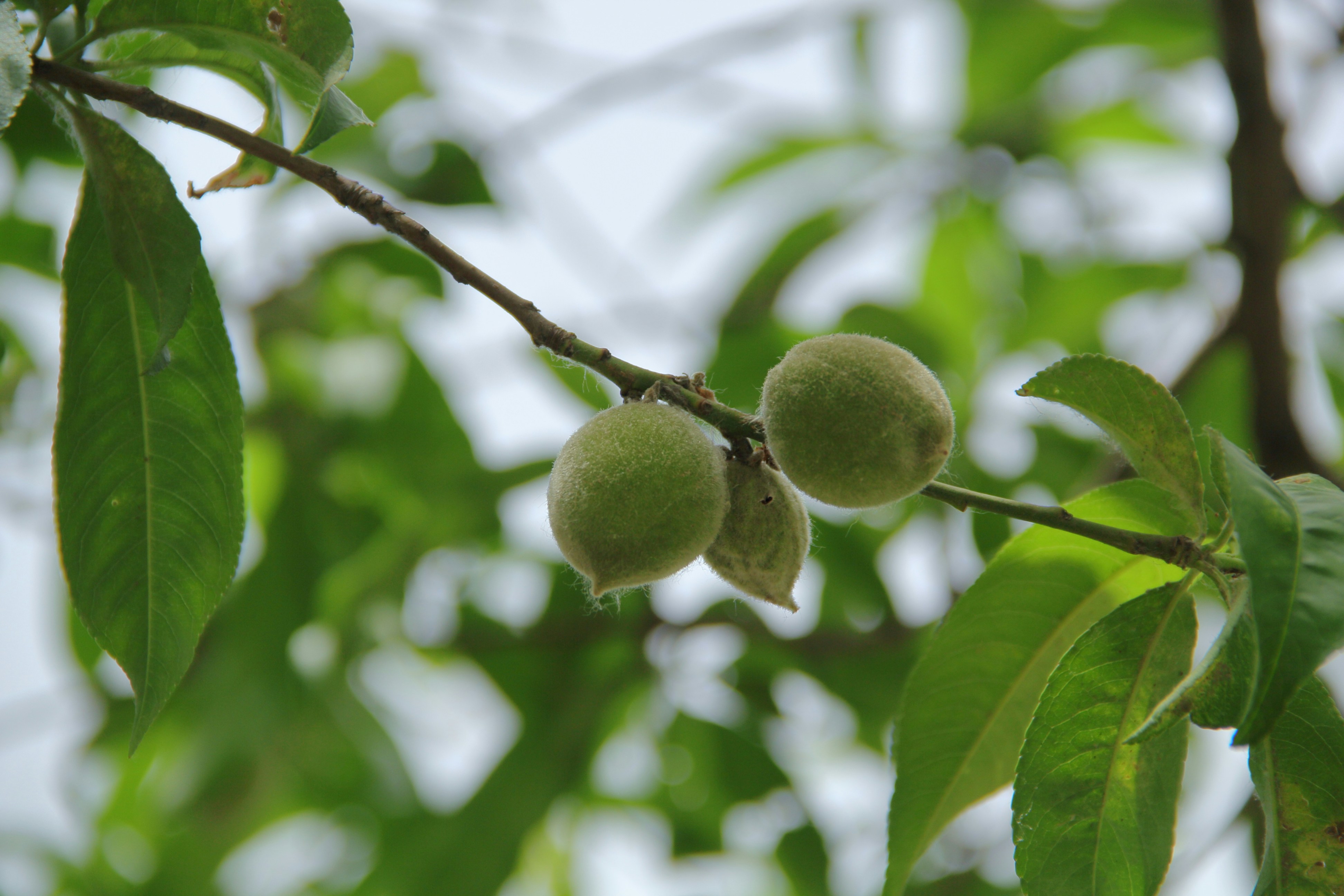 green round fruit on tree branch during daytime