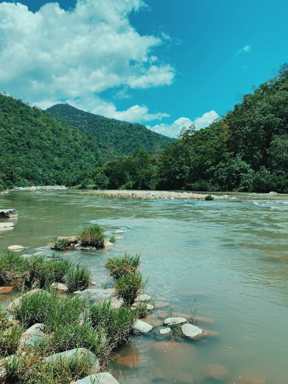 árvores verdes perto do corpo de água durante o dia