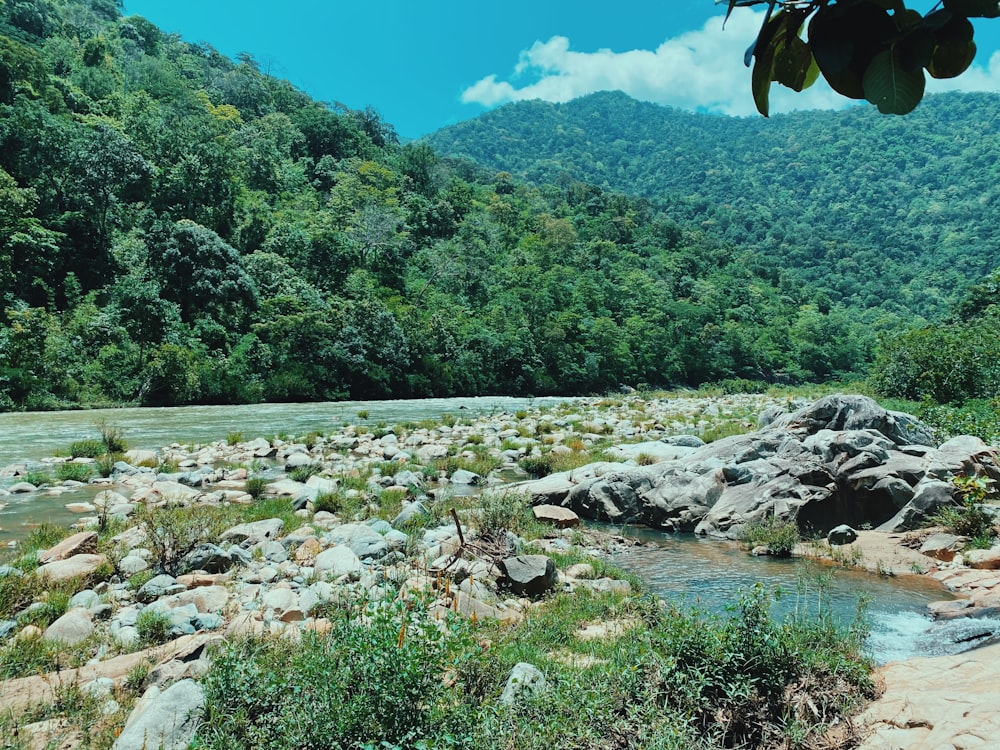 árvores verdes e rio durante o dia