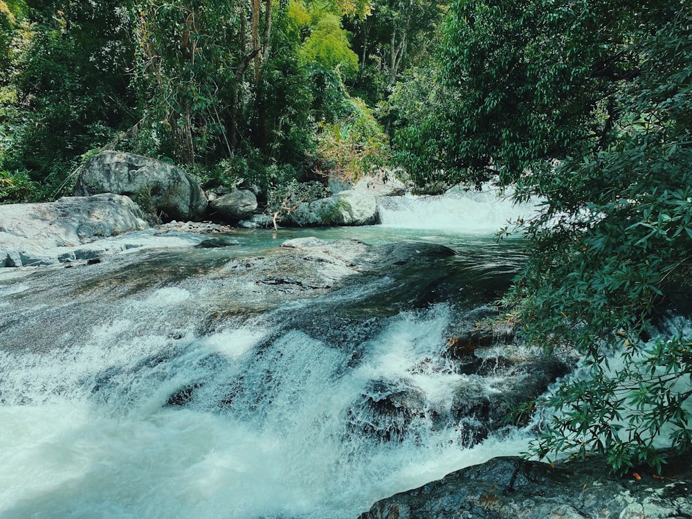 green trees beside river during daytime