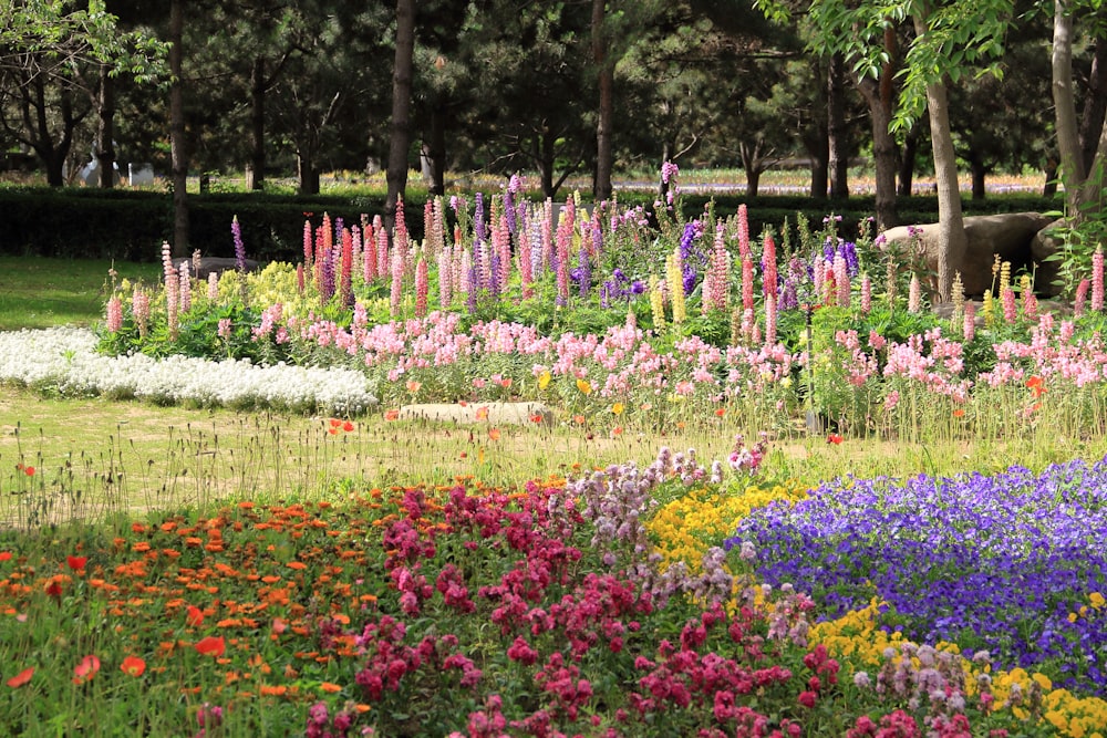 purple and yellow flower field