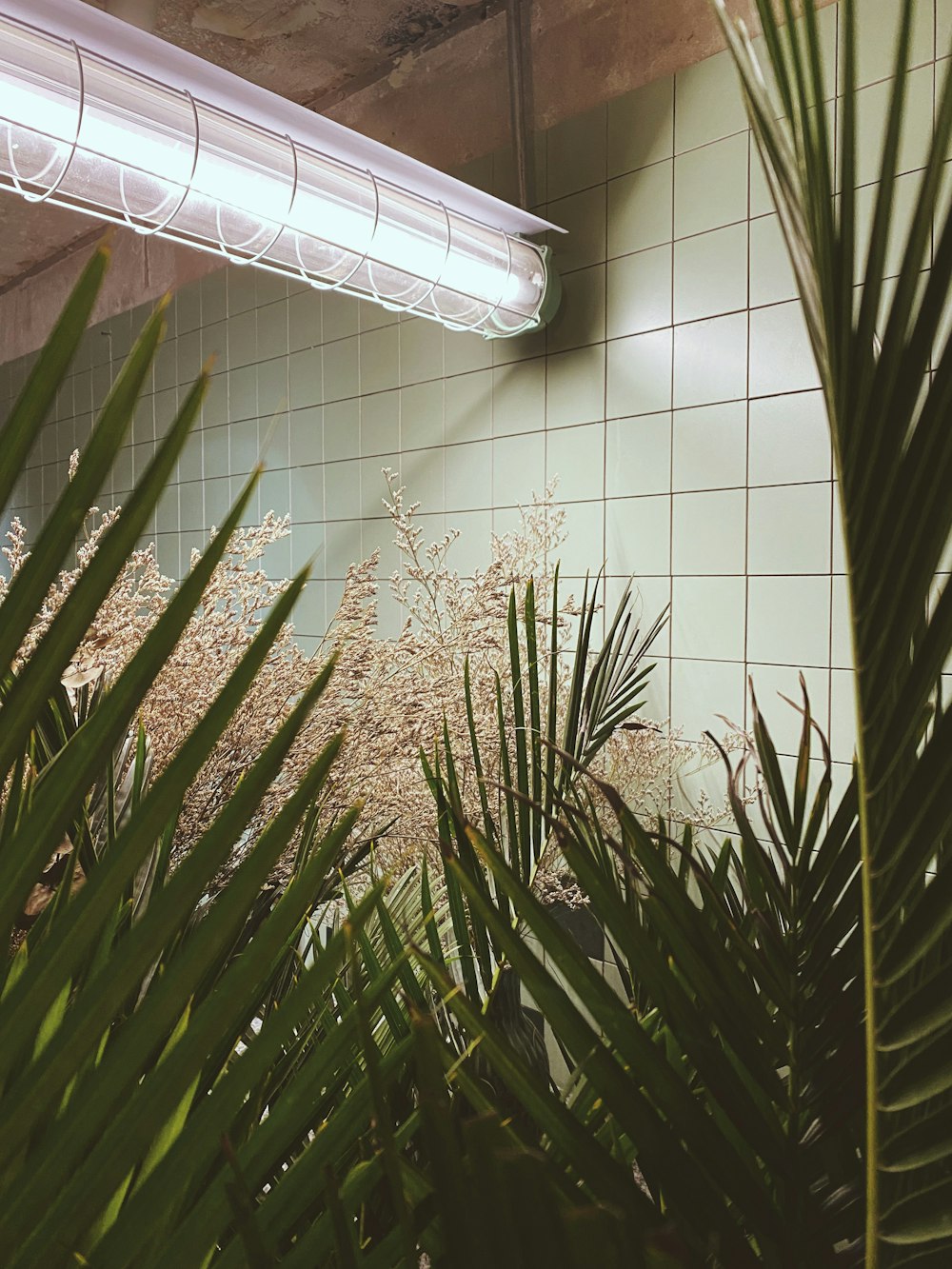 green palm plant on white ceramic tiles