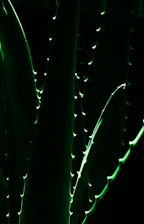 Close-up of golden aloe vera powder glowing under warm light on a sleek black background.