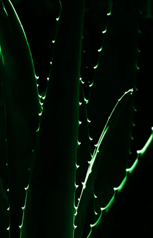 Close-up of golden aloe vera powder glowing under warm light on a sleek black background.