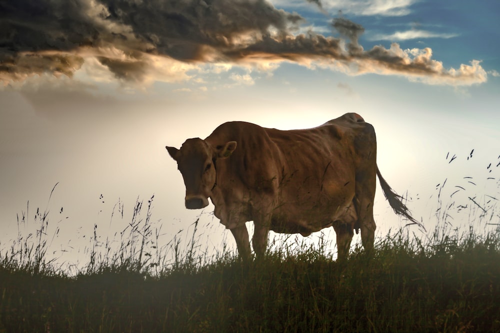 brown cow on green grass field during daytime