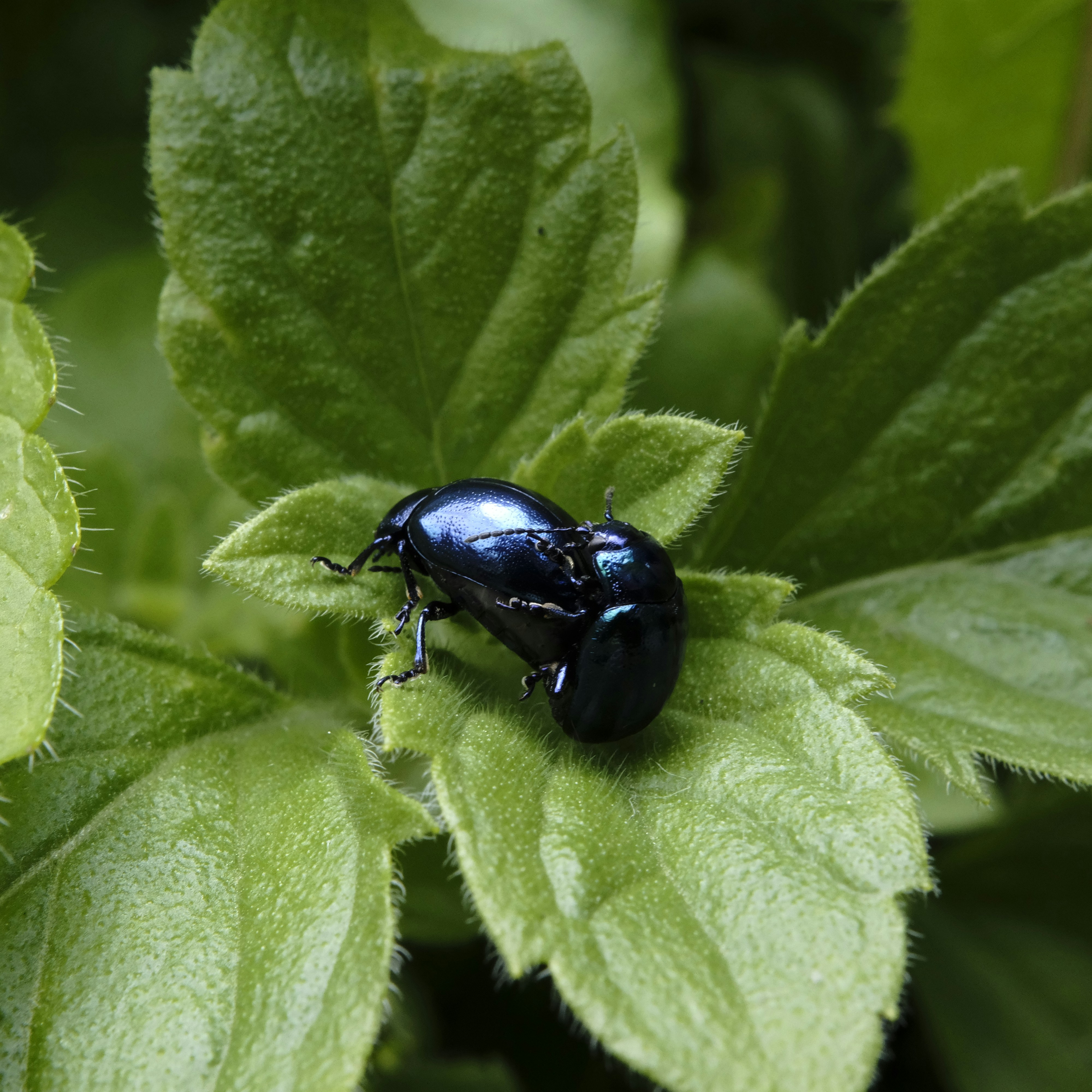 Two black bugs having sex on a hairy leaf