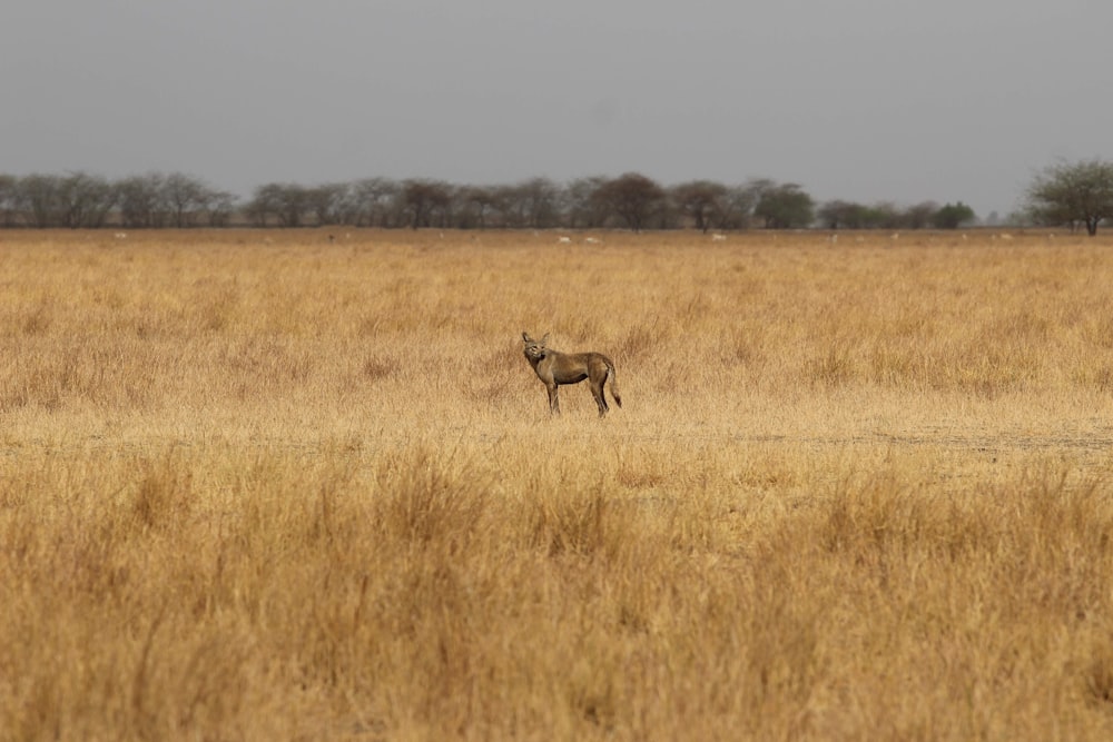 brown deer on brown grass field during daytime