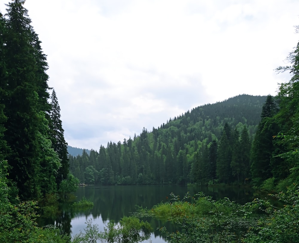 green trees beside lake under white sky during daytime