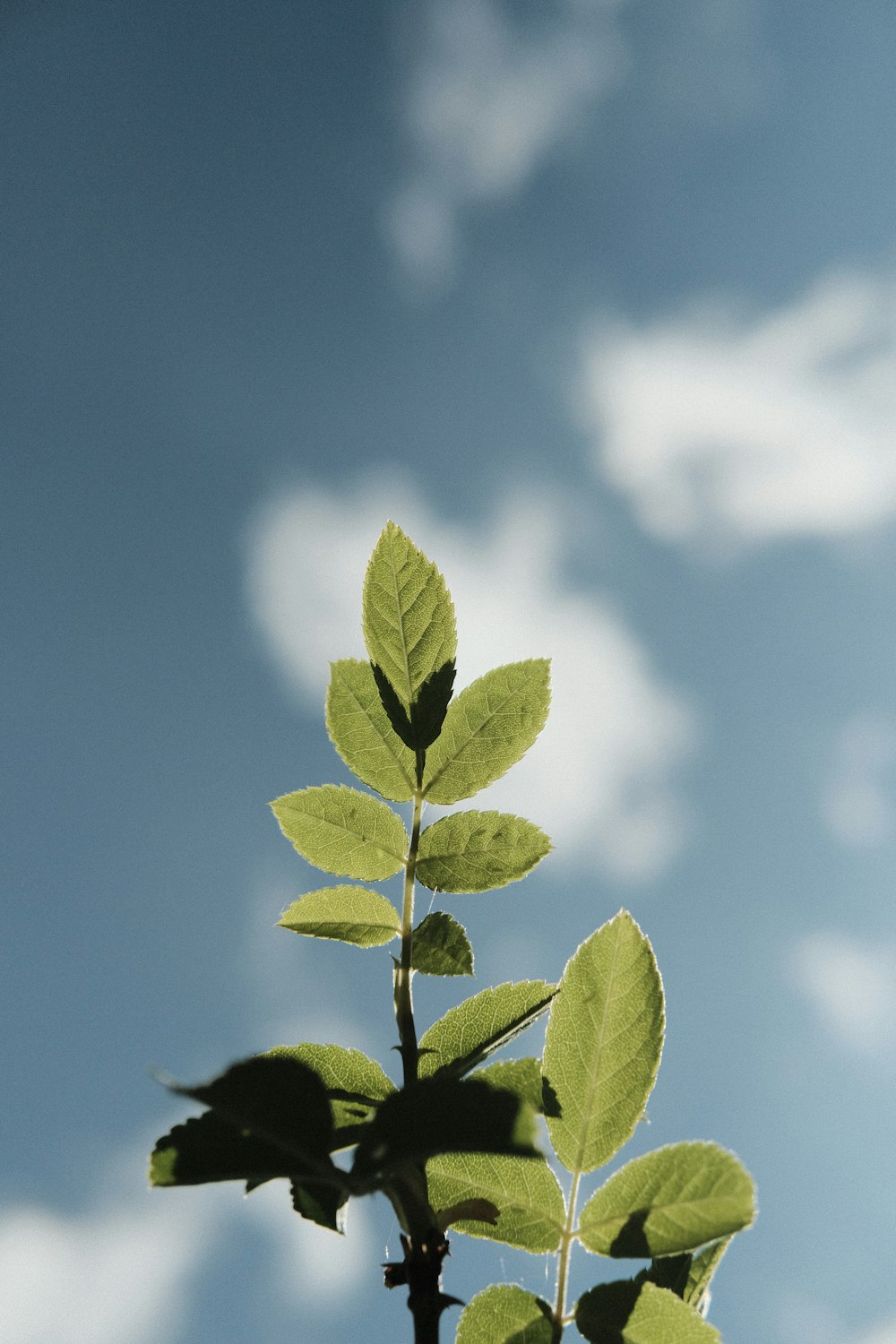 green leaves under blue sky during daytime