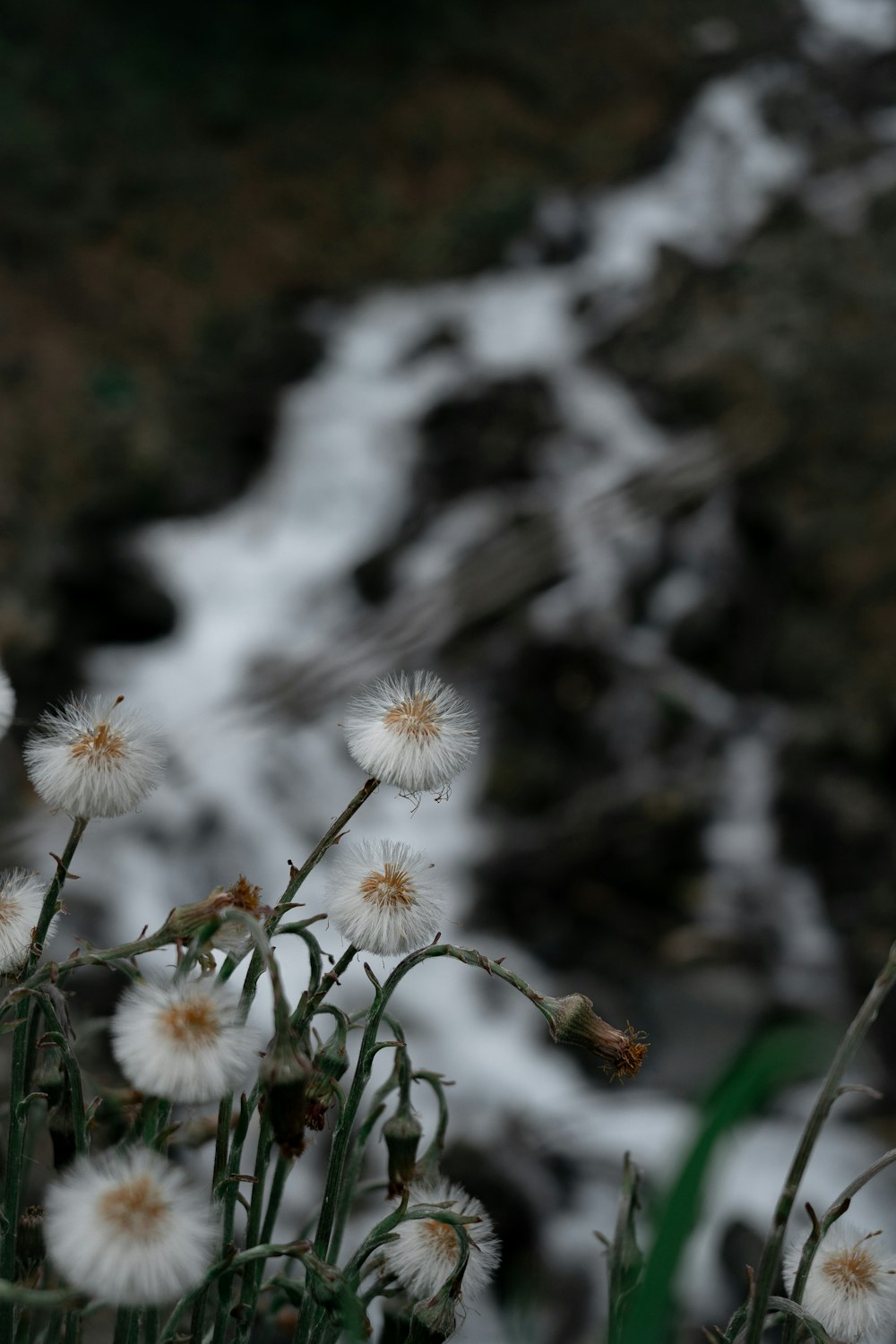 white flowers in tilt shift lens