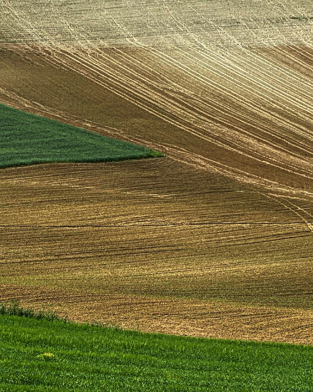 brown and green grass field