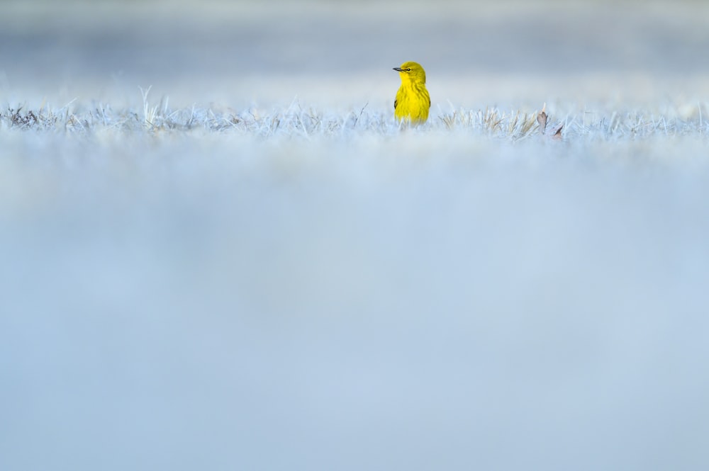 yellow bird on white snow