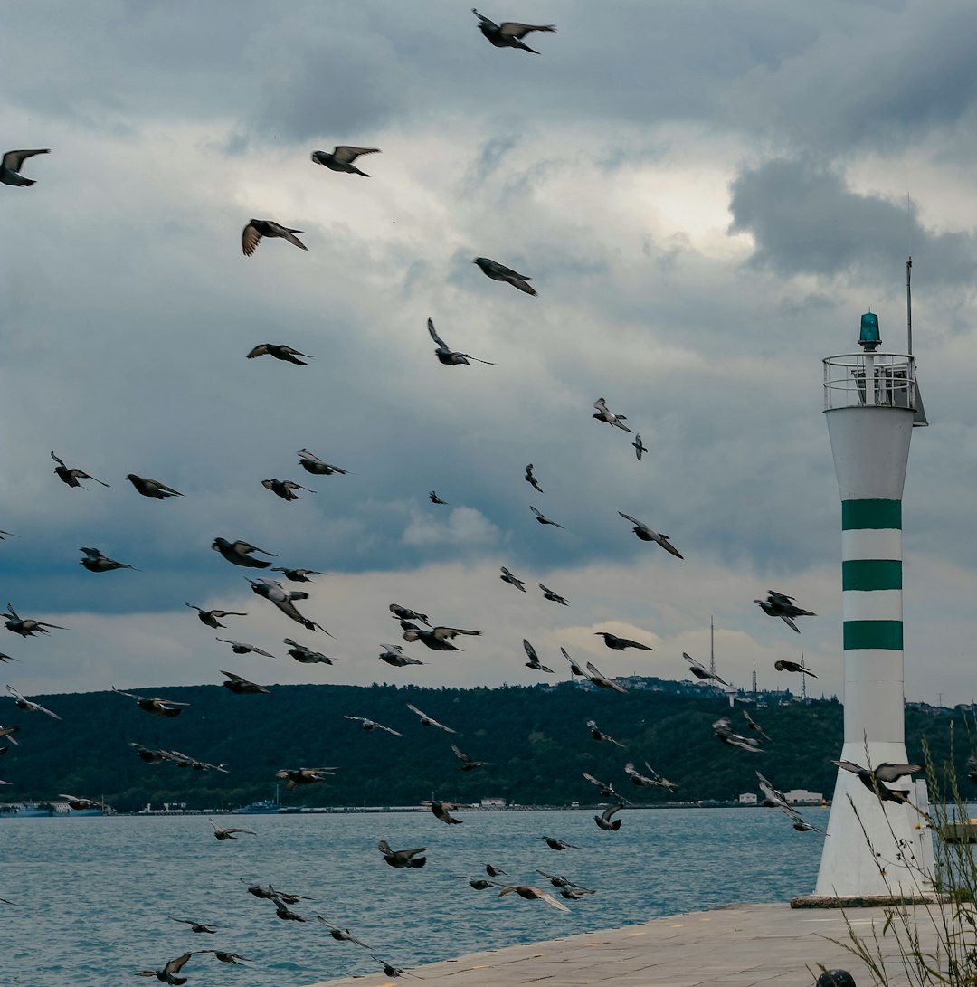 flock of birds flying over the sea during daytime