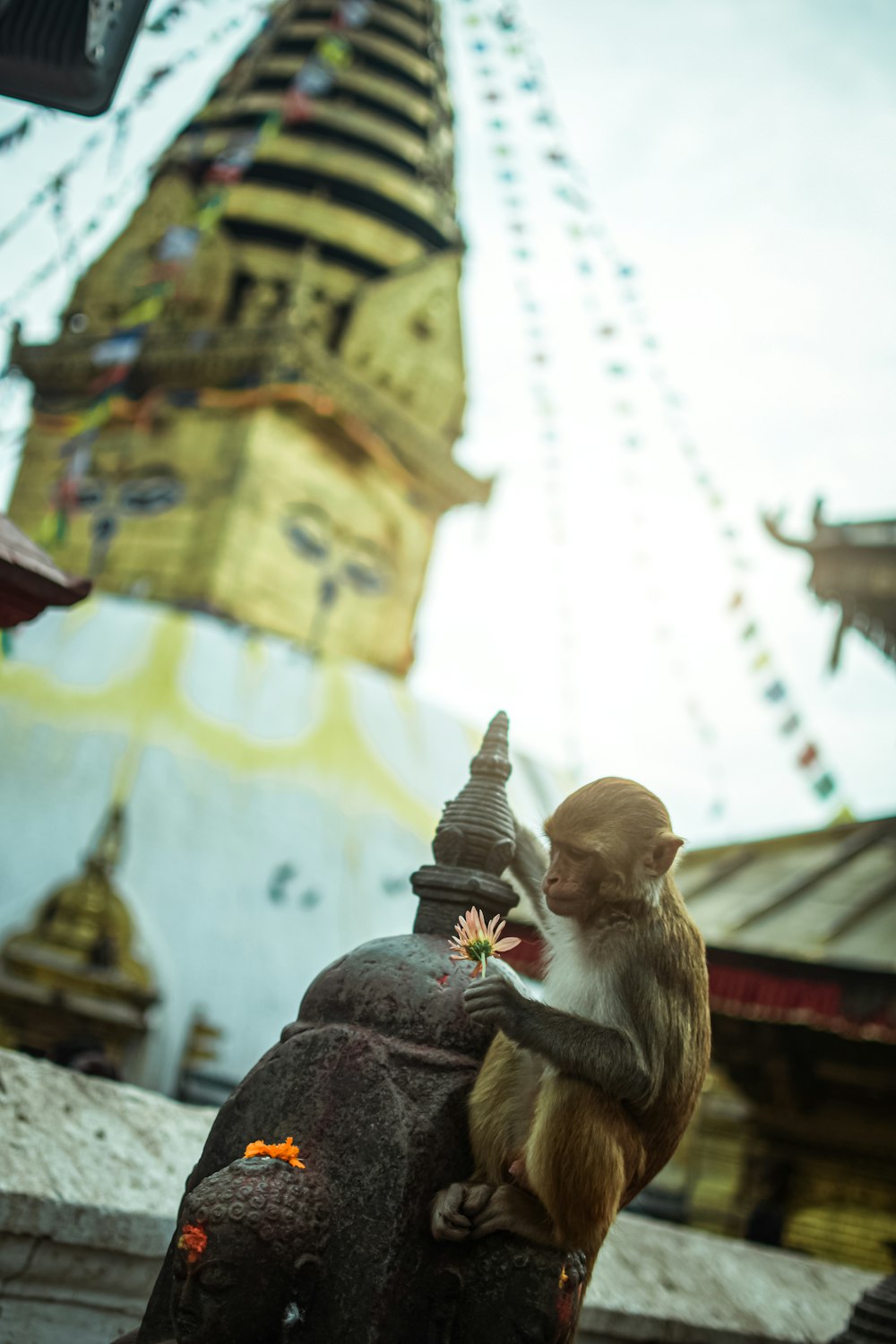 brown monkey sitting on top of gold buddha statue