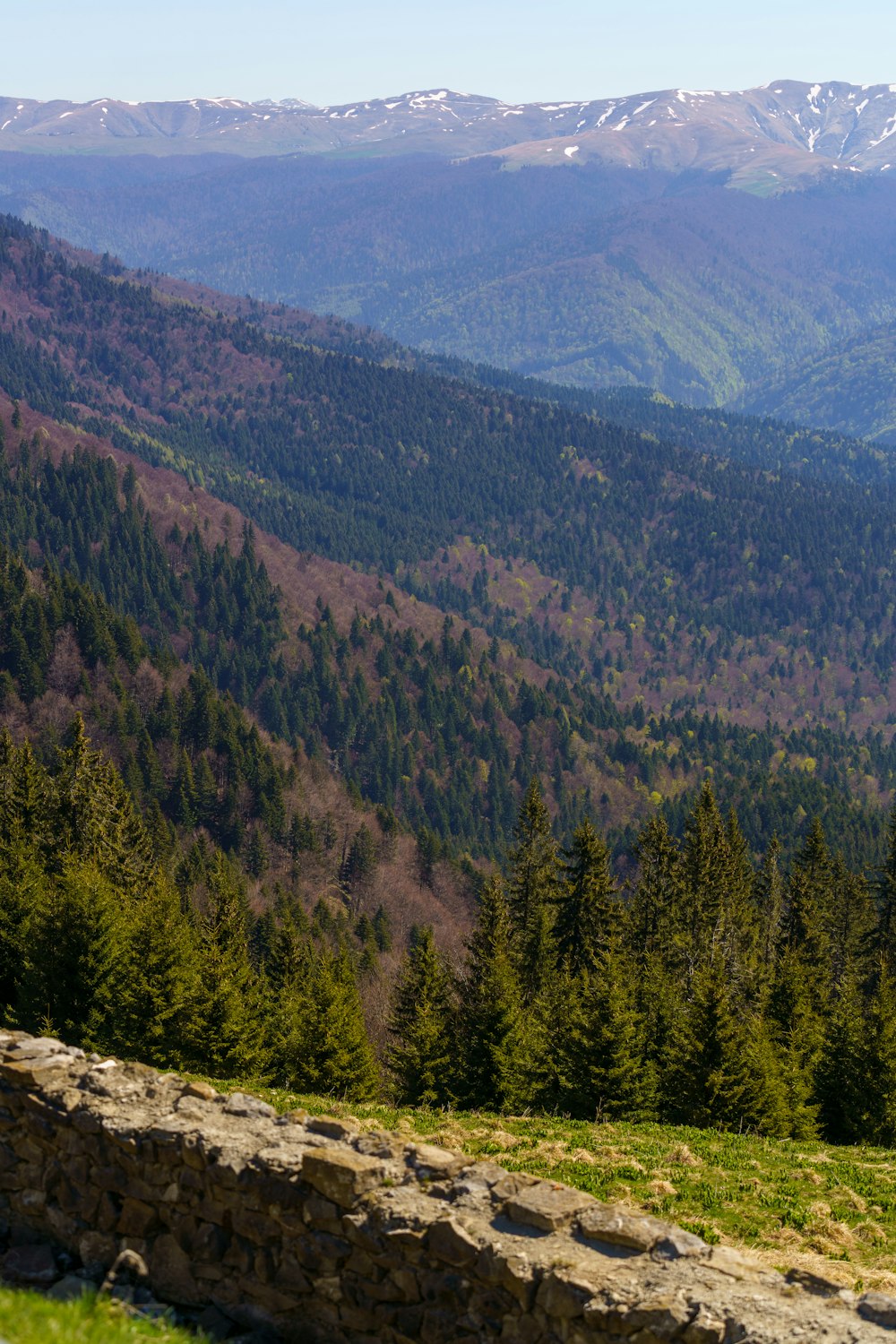 green trees on mountain during daytime