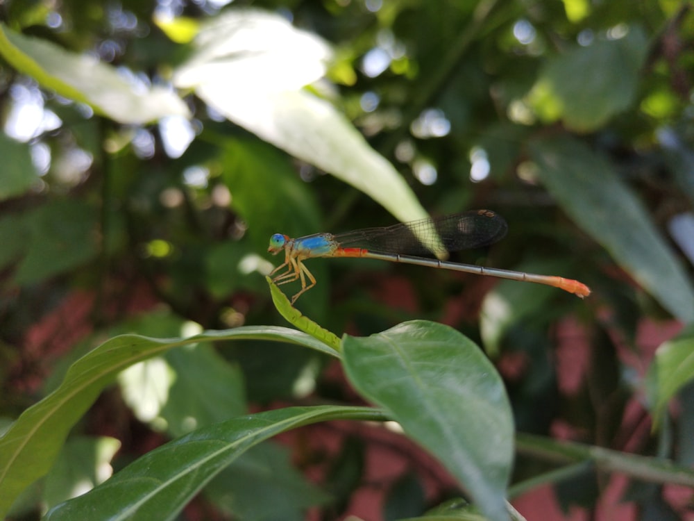 blue and green dragonfly perched on green leaf during daytime